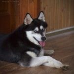 Взрослый кли кай