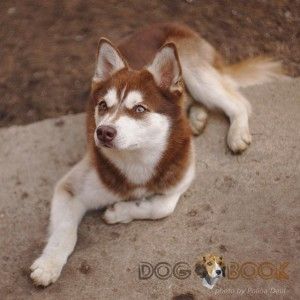 Аляскинский кли кай в рыжем окрасе