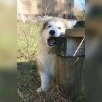 Взрослый маламут