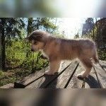 Щенок маламута 3