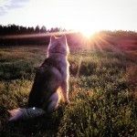 Маламут и закат