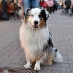 Австралийская овчарка фото 6
