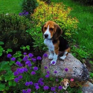 Бигль - фотографии породы