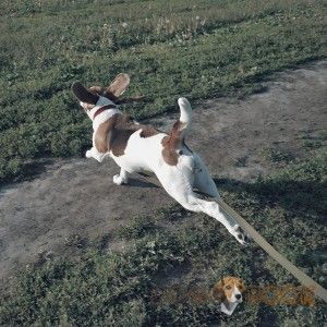 Бигль на прогулке