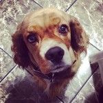 Американский кокер спаниель