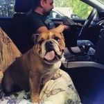 Английский бульдог в машине