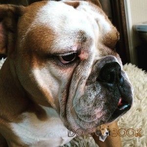 Взрослый английский бульдог 2