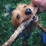 Дрессировка силки