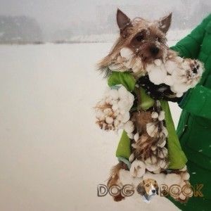 Силки фото в снегу