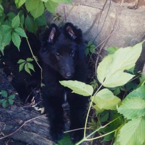 Щенок грюнендаль