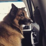 Тервюрен в дороге