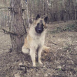 Бельгийская овчарка