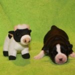 Новорожденный щенок вельш корги