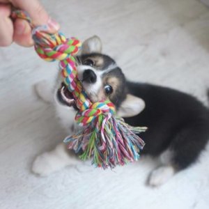 Щенок вельш корги кардиган