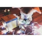 Новогоднее фото - вельш корги
