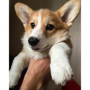 Взрослый щенок вельш корги пемброк