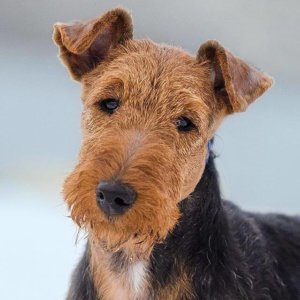 Фото породы вельштерьер
