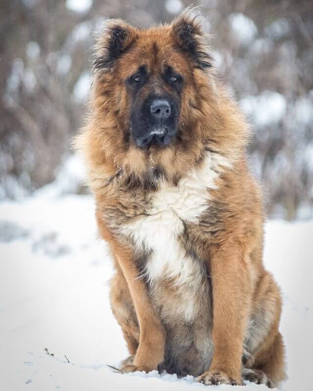 Кавказская овчарка - фото