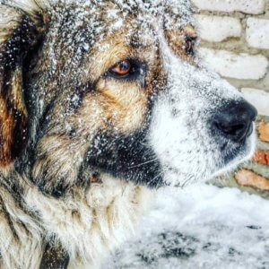 Кавказская овчарка - фото 3
