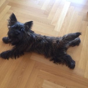 Керн терьер - фото 8