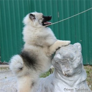 Кеесхонд со статуей