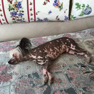 Китайская хохлатая собака - фото 9
