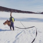 Ирландский терьер - фото