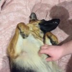 Немецкая овчарка - фото