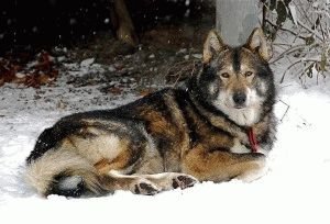 Эскимосская лайка - фото