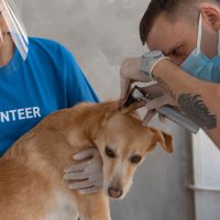 ветеринар осматривает собаку
