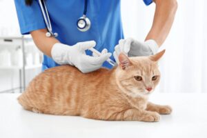 вакцинация кошек